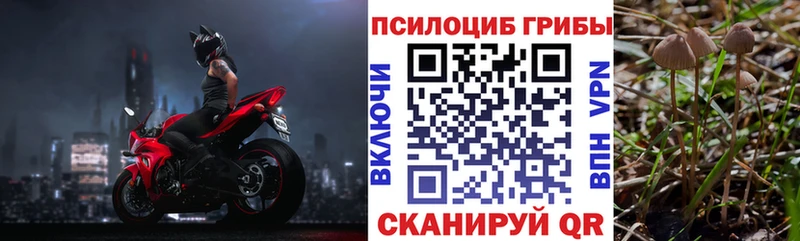 Псилоцибиновые грибы Psilocybe  Муравленко 